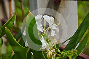 White flower butterfly Lily.