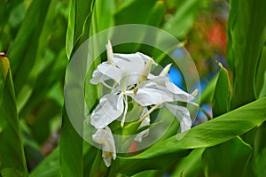 White flower butterfly Lily.