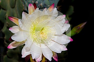 The white flower of the cactus cereus