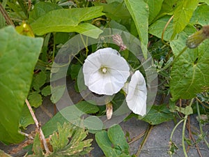 White Flower Calystegia sepium, commonly known as hedge bindweed or morning glory flowering vine native to Europe and Asia