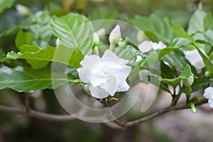 White flower of Cape jasmine, Gareden gardenia, Gerdenia, Bunga cina or Kaca piring bloom in the garden is a Thai herb. photo