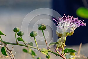 white flower of the caper with purple pistils 1