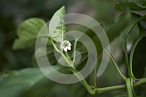 White flower of Capsicum annuum plant