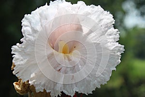 white flower Cheilocostus speciosus