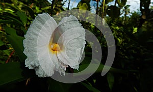 White flower of Cheilocostus speciosus or crÃªpe ginger plant, costus, insulin plant
