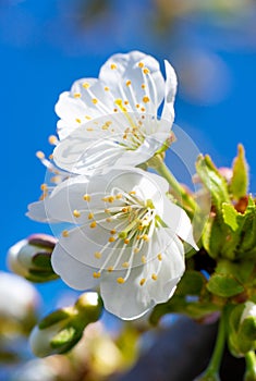 White flower of cherry or apple tree on a branch against a blue sky. Spring bloom
