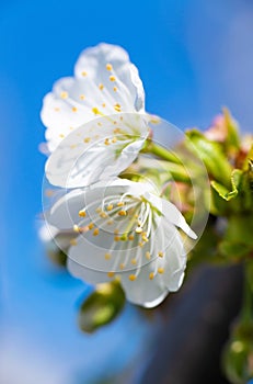 White flower of cherry or apple tree on a branch against a blue sky. Spring bloom