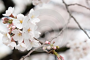 White flower Cherry blossom in japan spring garden park concept for petal pink japanese floral april springtime season, asia