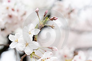 White flower Cherry blossom in japan spring garden park concept for petal pink japanese floral april springtime season, asia