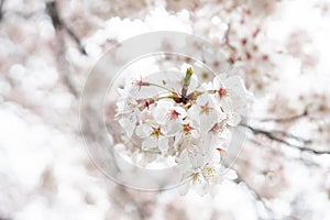 White flower Cherry blossom in japan spring garden park concept for petal pink japanese floral april springtime season, asia