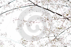 White flower Cherry blossom in japan spring garden park concept for petal pink japanese floral april springtime season, asia