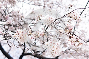 White flower Cherry blossom in japan spring garden park concept for petal pink japanese floral april springtime season, asia roman