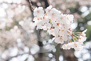 White flower Cherry blossom in japan spring garden park concept for petal pink japanese floral april springtime season, asia roman