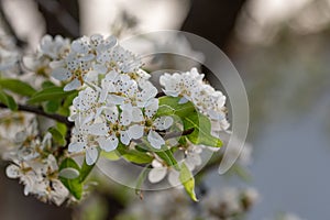 white flower on cherry branch in spring close up