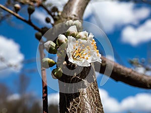 White flower of the cherry plum and myrobalan plum (Prunus cerasifera) tree blooming in the spring