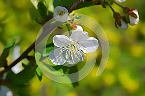 White flower of a cherry tree