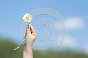 White Flower in Child's Hand photo