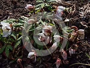 White flower Christmas rose or black hellebore in early spring as soon as snow melts emerging from dry leaves on ground