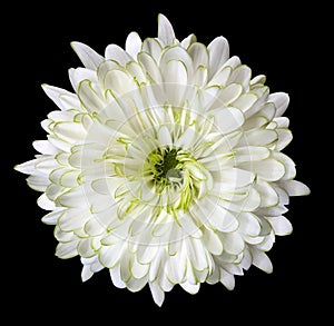 White flower chrysanthemum, garden flower, black isolated background with clipping path. Closeup. no shadows. green centre.