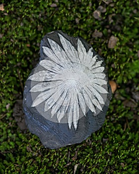 The white flower Chrysanthemum stone from China on green moss in the forest