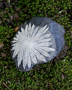 The white flower Chrysanthemum stone from China on green moss in the forest