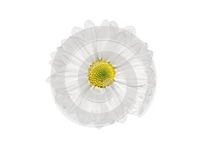 White flower chrysanthemums isolated on white background