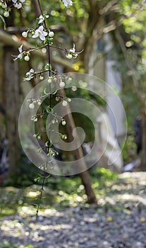 White flower or Clerodendrum wallichii Merr in garden