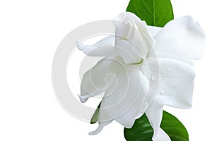 White flower and clipping path, Gardenia jasminoides.