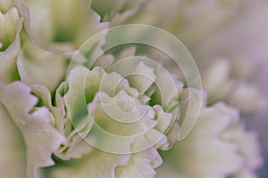 White flower close-up, detail flower background for wedding and clean elegance background. Minimal floreal backdrop