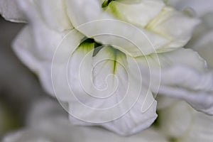 White flower close-up, detail flower background for wedding and clean elegance background. Minimal floreal backdrop