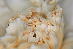 White flower close-up, detail flower background for wedding and clean elegance background. Minimal floreal backdrop