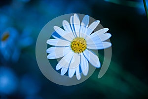 White Flower close up in dimmed light