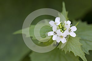 White flower close-up and green bohen