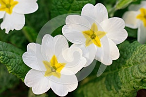 White flower close-up, macro.Tulip on a background of green. Soft focus Design for poster, cover, branding, banner, placard, packa