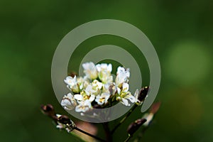 White flower, close up, nature, centred, focus photo