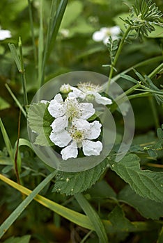 Rubus caesius in blom