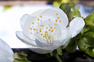 White flower closeup