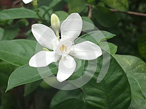 White flower closeup, Cape Jasmine, Apocynaceae, Gardenia jasminoides, Wrightia antidysenterica india