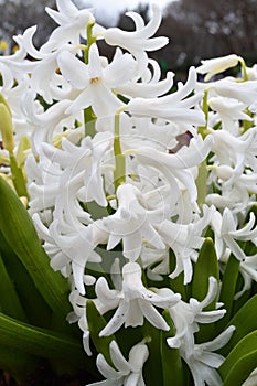 White Flower Closeup shot
