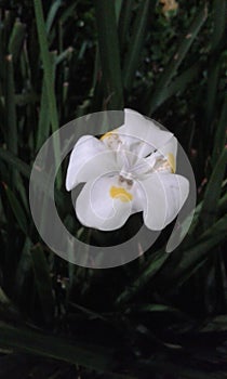 White flower