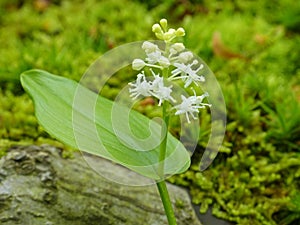 White Flower Cluster With Woodsy Background