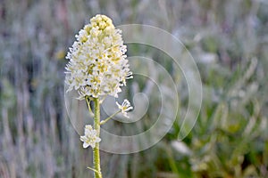 White Flower Clustered Death Camassia 01 photo