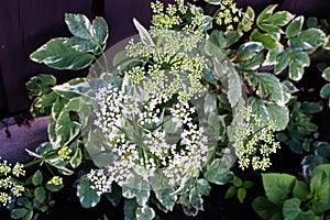 The white flower clusters of Bishop`s Goutweed