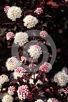 White flower clusters of Common ninebark, or Physocarpus opulifolius, in a garden