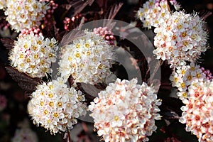 White flower clusters of Common ninebark, or Physocarpus opulifolius, in a garden