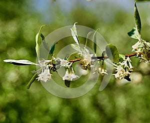 White flower clusters and green leaves of autumn olive bush