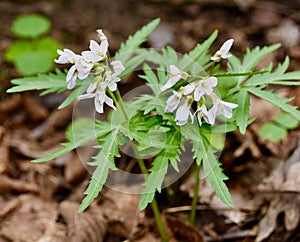 White flower clusters and green leaves of cutleaf toothwort
