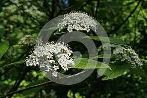 White flower clusters of Wayfaring Tree, latin name Viburnum Lantana