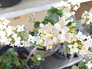 White flower cocor duck ornamental plant blooming in a pot