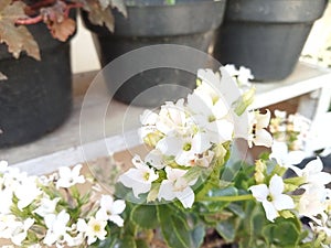 White flower cocor duck ornamental plant blooming in a pot